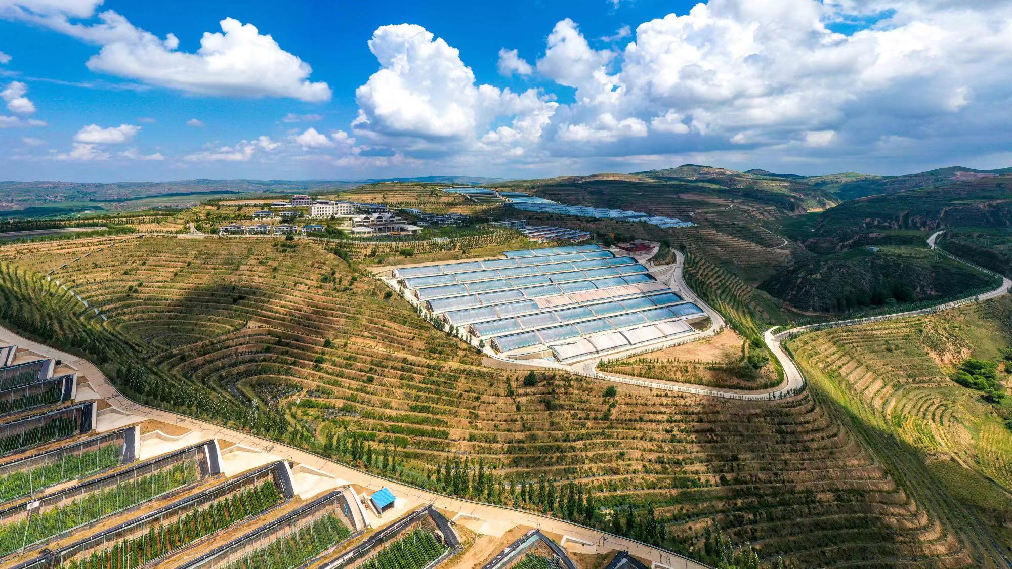 榆嶺窊村豐禾農(nóng)場(chǎng)的果蔬大棚。