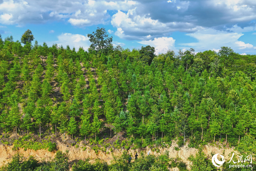 “一林三吃”的經(jīng)營(yíng)模式豐富了林下經(jīng)濟(jì)的多樣性。人民網(wǎng) 李昌乾攝