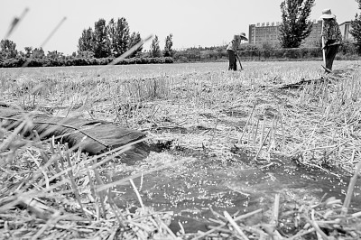 連日來，黃淮海持續(xù)高溫少雨，部分地區(qū)旱情仍在發(fā)展。圖為山東省肥城市通過蓄引提調(diào)相結合的辦法，多措并舉搶灌溉、保苗情。 新華社發(fā)