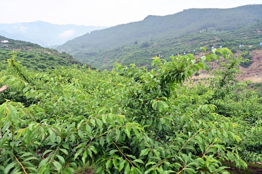 柑園村漫山遍野的脆李樹。鄒樂攝