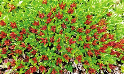 青藏墊柳。資料圖片