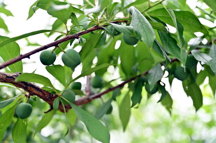 巫山縣曲尺鄉(xiāng)柑園村的脆李樹掛滿青果。鄒樂攝