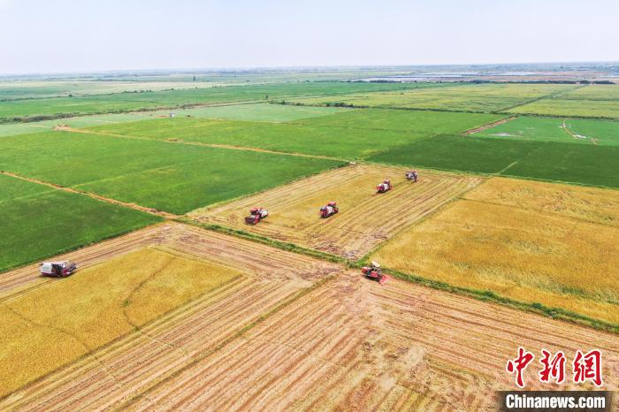 圖為在南昌縣大田農(nóng)社，收割機(jī)正在收割早稻。　劉力鑫 攝