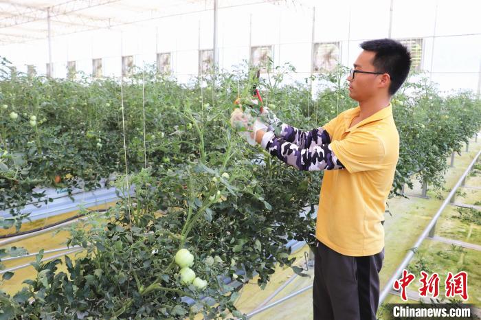 圖為在紅谷灘區(qū)元宇宙·VR數(shù)字農(nóng)業(yè)示范基地七彩番茄培育車間內(nèi)，農(nóng)業(yè)技術(shù)員正在對(duì)番茄植株進(jìn)行修剪。　熊錦陽(yáng) 攝
