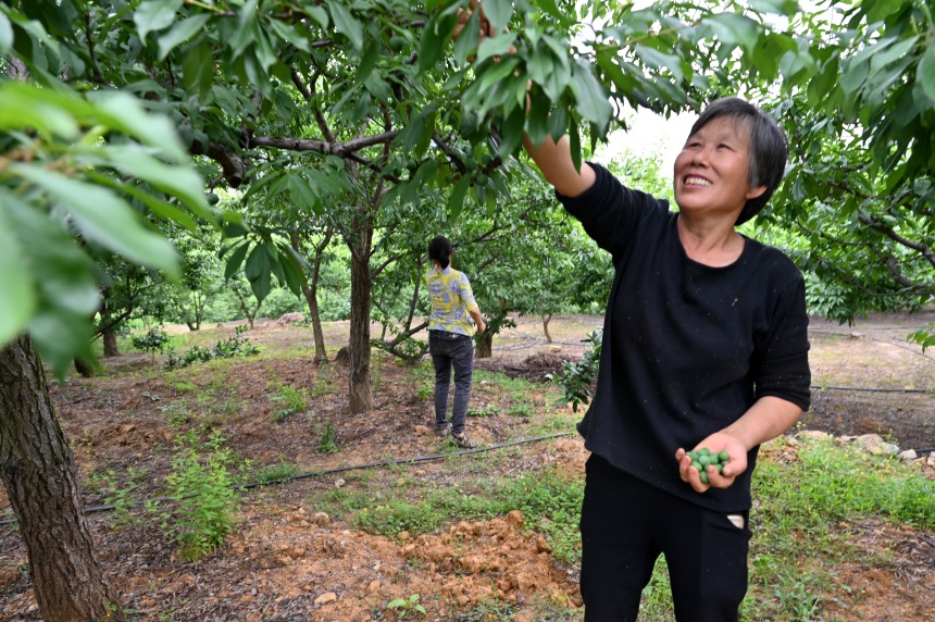 村民們搶抓農(nóng)時，忙著為脆李樹疏果。鄒樂攝