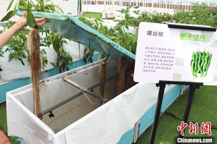 圖為在南昌市紅谷灘區(qū)元宇宙·VR數(shù)字農(nóng)業(yè)示范基地氣霧培養(yǎng)車間里，螺絲椒長(zhǎng)勢(shì)良好?！⌒苠\陽(yáng) 攝