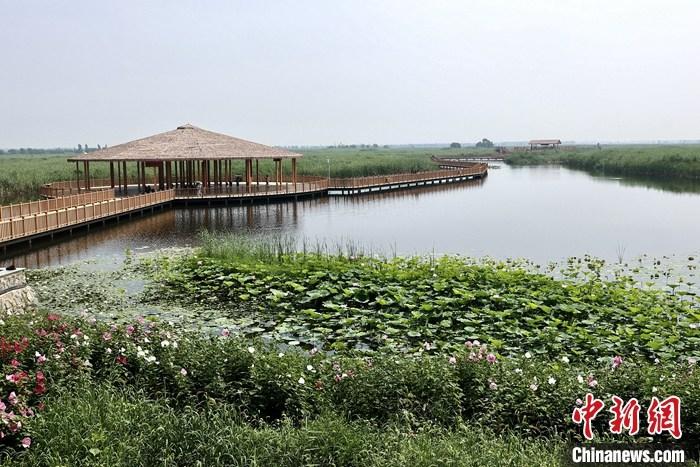 從完成頂層設(shè)計(jì)到如火如荼大規(guī)模建設(shè)，六年來(lái)，雄安新區(qū)如春天的竹子一般拔節(jié)生長(zhǎng)，這座承載千年大計(jì)的“未來(lái)之城”已雄姿初顯。從“一張白紙”開(kāi)始著墨，如今的雄安新區(qū)已是濃墨重彩的“山水畫(huà)”。<a target='_blank' href='/'>中新社</a>記者近日走訪了雄安新區(qū)多地，從“藍(lán)綠金”三色感受這座“未來(lái)之城”的巨大變化。圖為7月20日，河北白洋淀上荷花滿淀、蘆花搖曳。 <a target='_blank' href='/'>中新社</a>記者 易海菲 攝